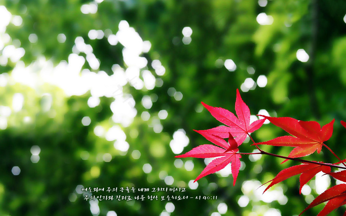 高清电脑桌面背景壁纸