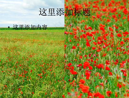 一望无际的红花绿草高清PPT模板...