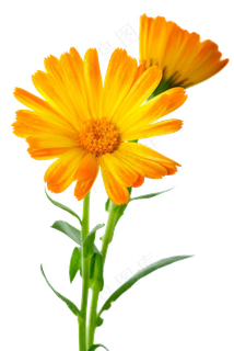 浪漫粉色唯美花朵夏季海报素材