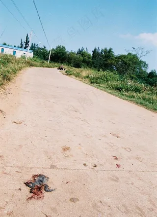 马路和青蛙图片