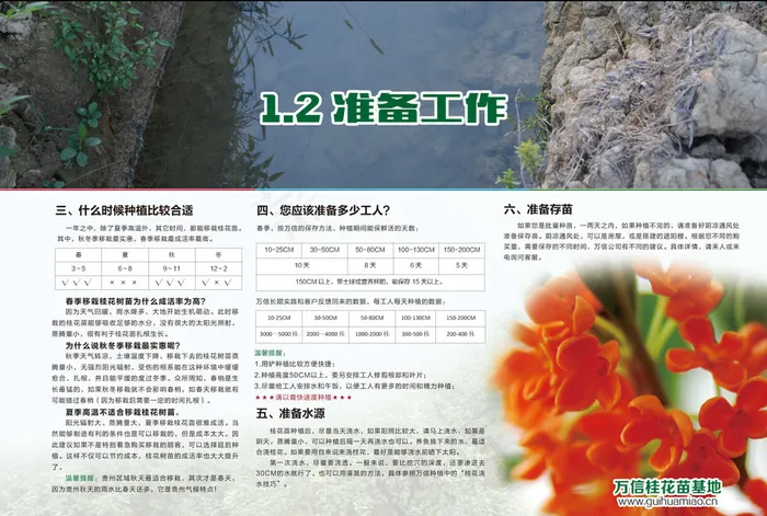 桂花培育准备工作步骤图片(5031X3437(DPI:300))psd模版下载