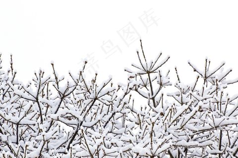 树上的背景的雪