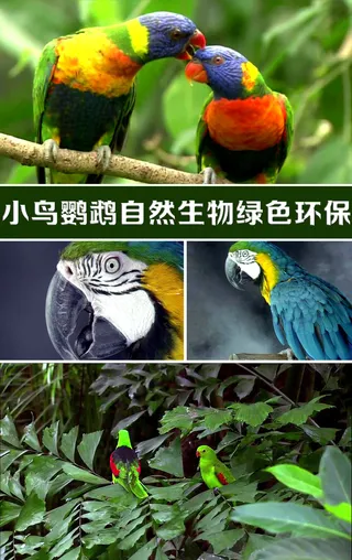 实拍小鸟鹦鹉自然界高清视频