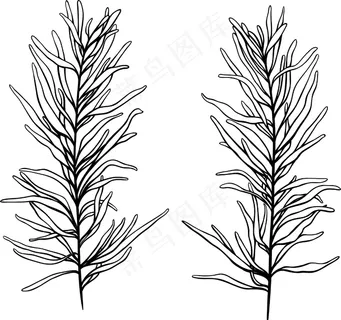 向量的热带植物 向量的热带植物