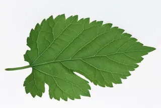 多种叶子、树叶3D材质贴图素材-33