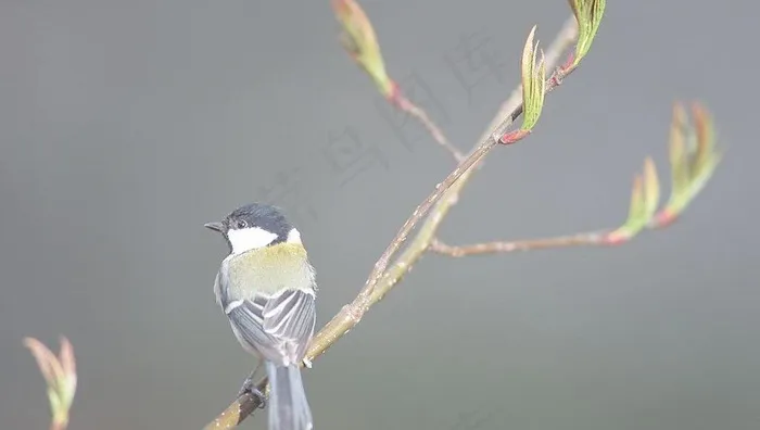 小鸟图片