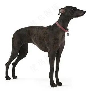 狗 小狗模型 动物图片