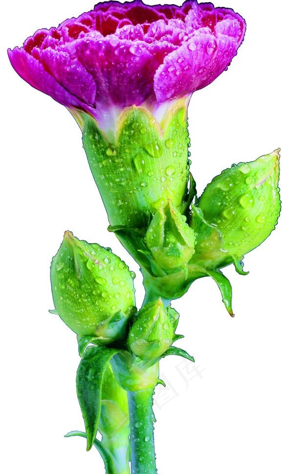 鲜艳康乃馨图片