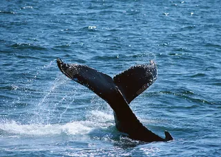 入水的鲸鱼图片