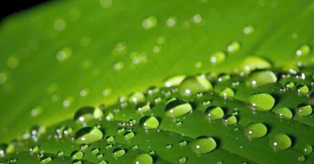水珠 露水图片 水珠 露水图片