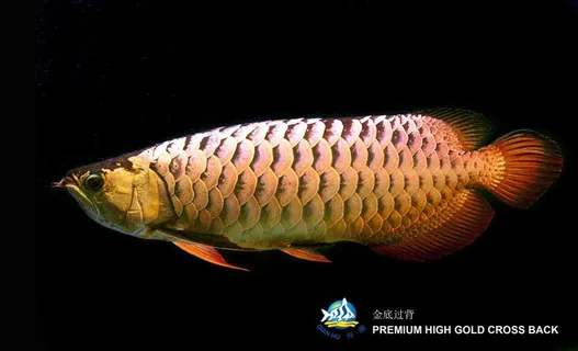 金底过背图片 金底过背图片