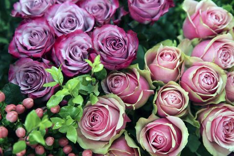 粉色玫瑰花静物设计素材