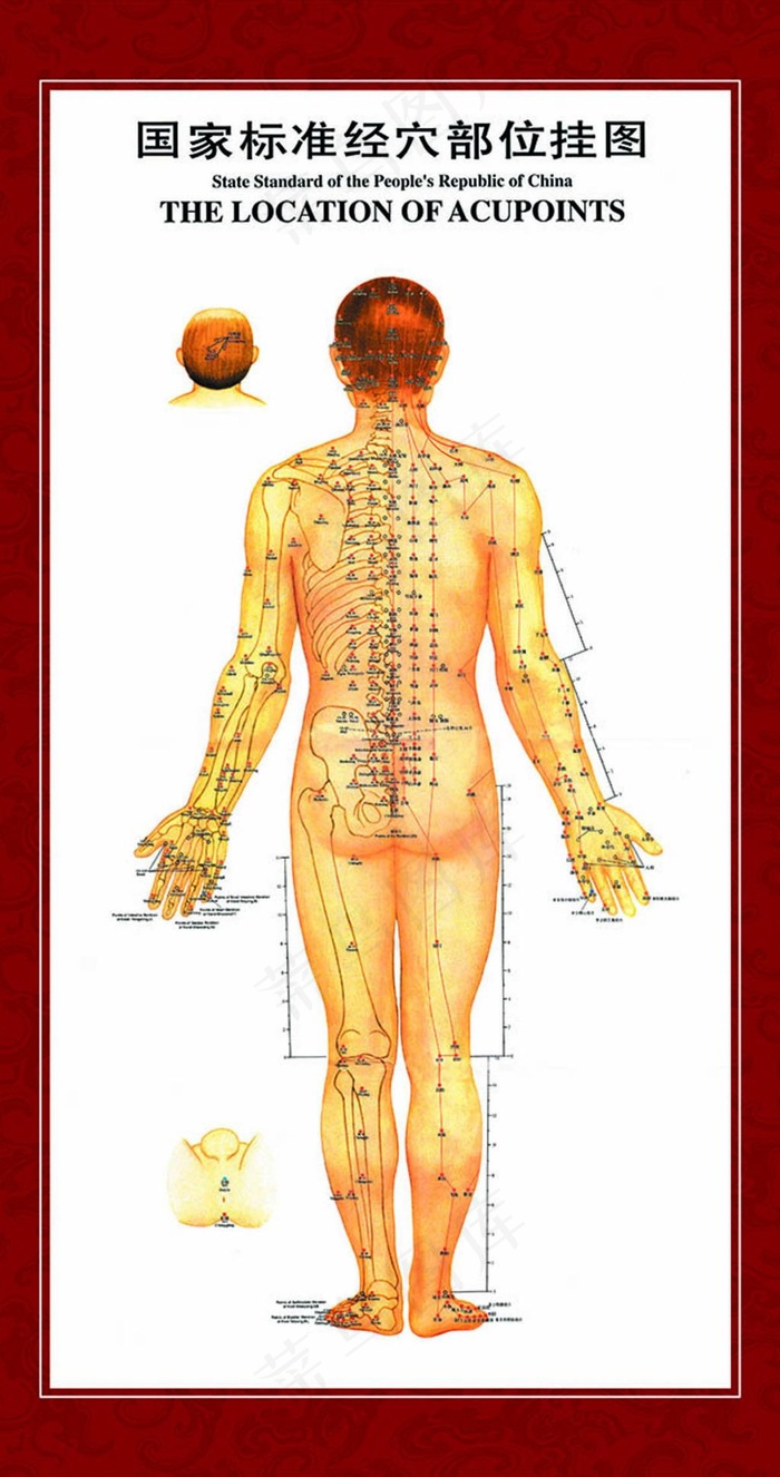 国家标准经穴部位挂图psdpsd模版下载