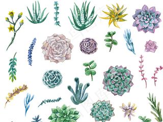 手绘彩绘多肉植物设计元素PNG素材