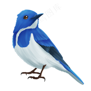 卡通小鸟矢量插画