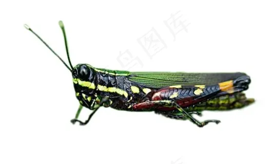 蝗虫免抠素材PSD分层