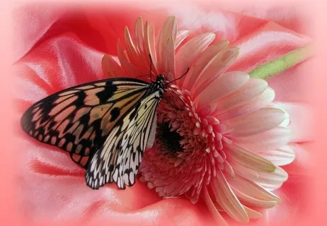 艺术花卉摄影图片