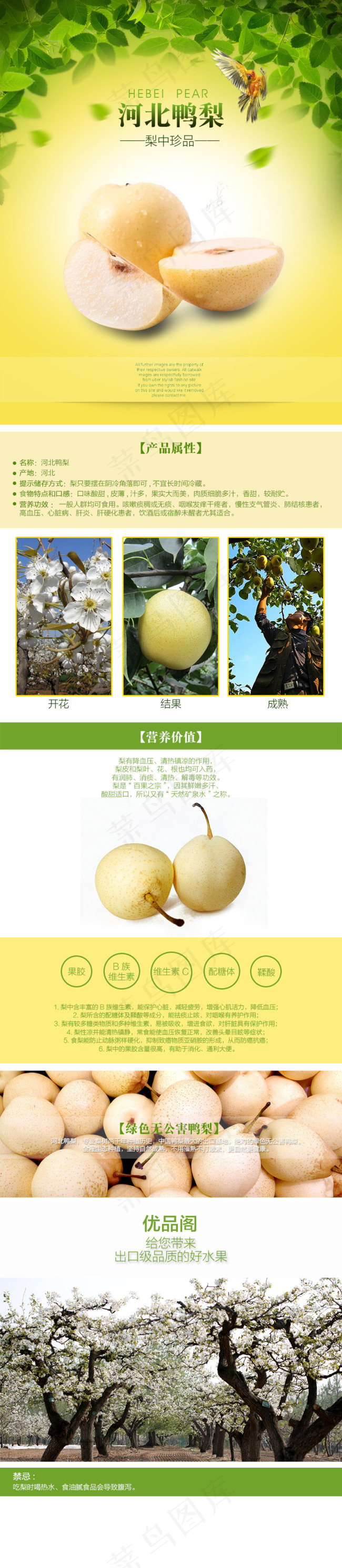 河北鸭梨香梨水果创意详情页面ps(800X3673(DPI:72))psd模版下载