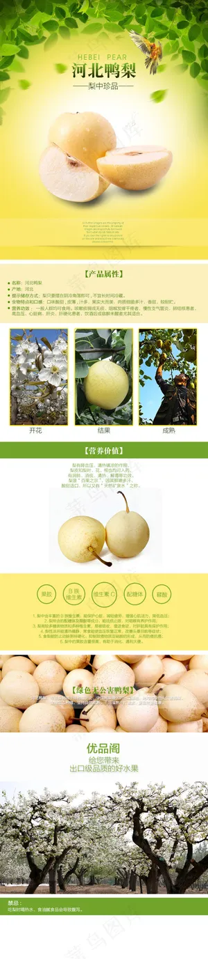 河北鸭梨香梨水果创意详情页面ps