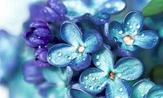 雨后蓝紫色花朵与水珠图片