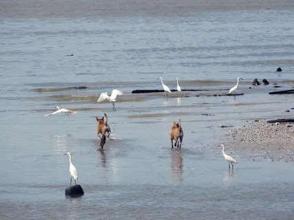 狗与白鹭追逐嬉戏图片