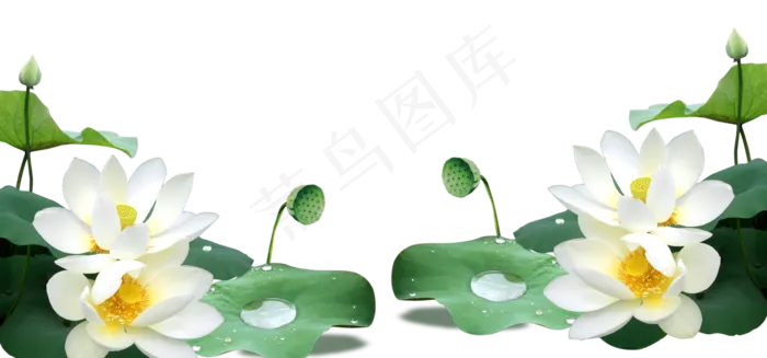 白玉荷花png素材