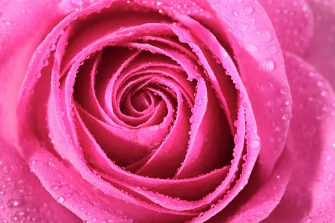 粉色玫瑰花静物设计素材