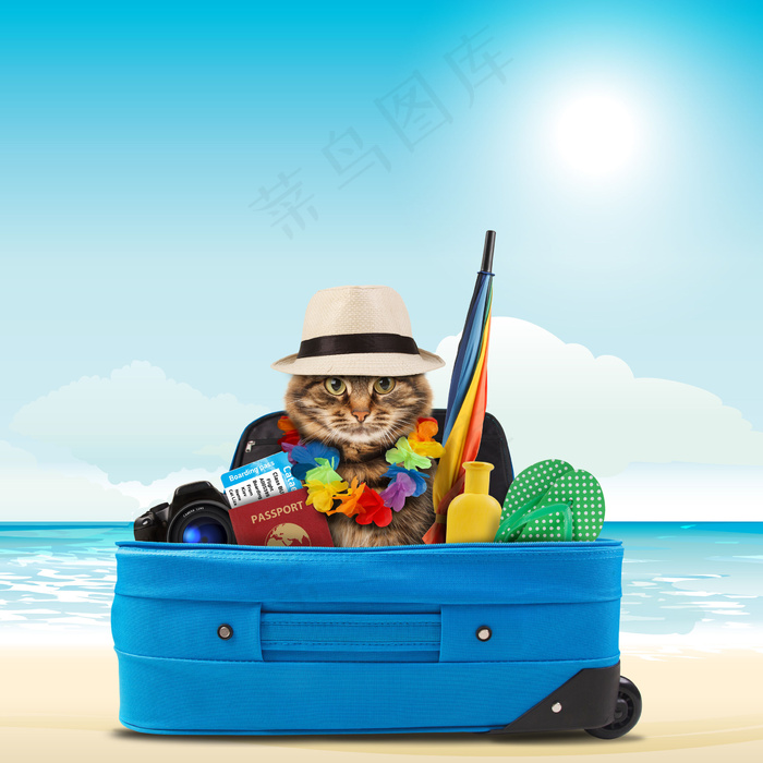 出国旅游的小猫