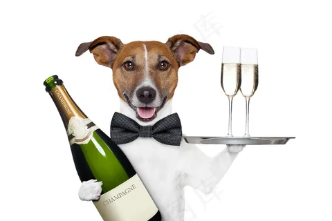 拿香槟的宠物狗图片
