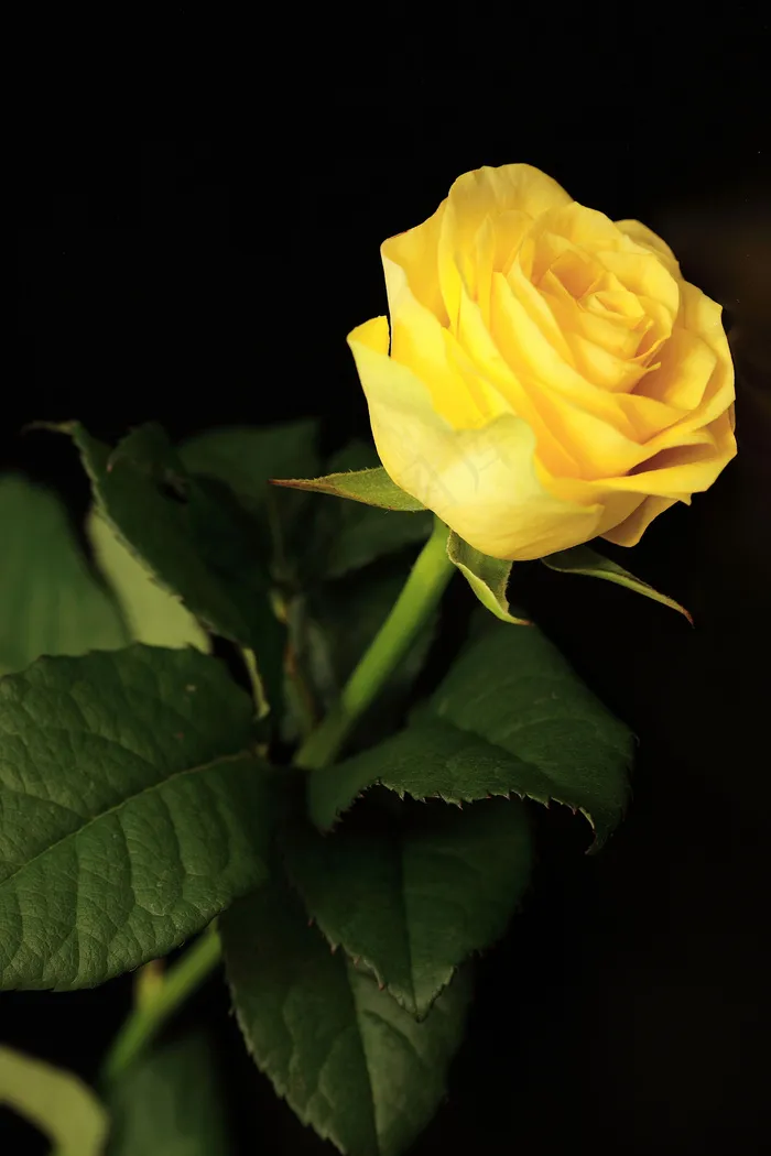 盛开的黄色玫瑰花