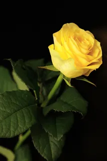 盛开的黄色玫瑰花