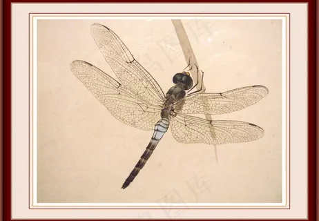 蜻蜓 工笔画图片