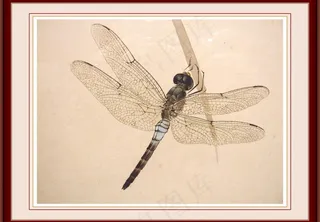 蜻蜓 工笔画图片