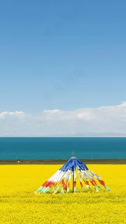 海边上的花海高清摄影图片