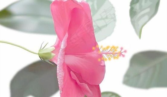 *写实矢量花朵素材 下载