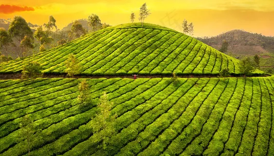 梯田茶园