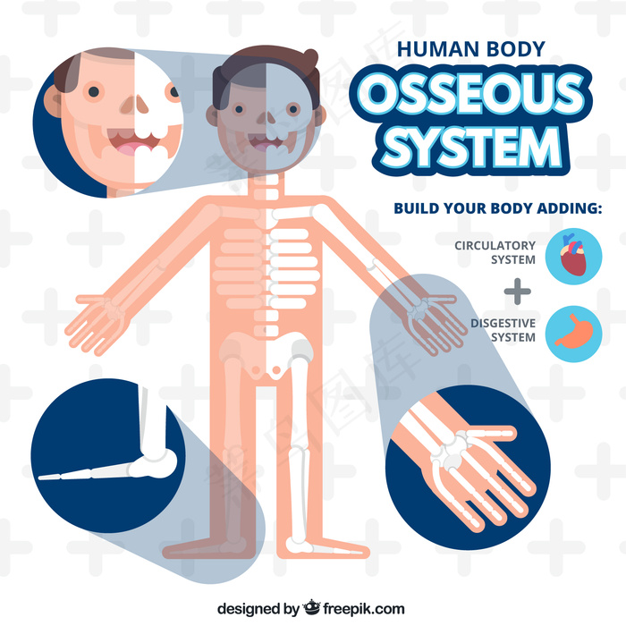 骨骼系统ai矢量模版下载