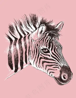 斑马插画