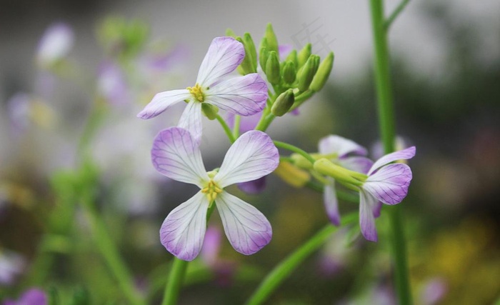 菜花图片