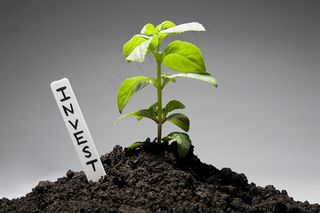 肥沃土壤上的一棵小草图片