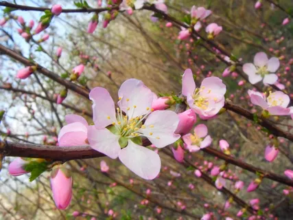 桃花图片 桃花图片