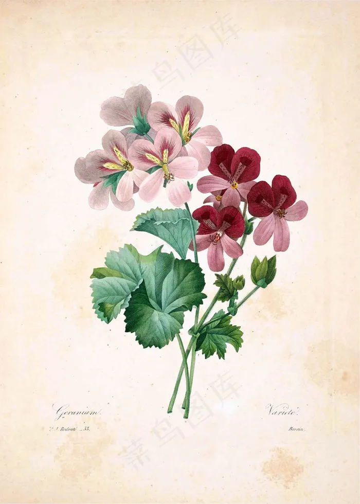 美丽鲜花插画