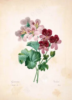美丽鲜花插画 美丽鲜花插画