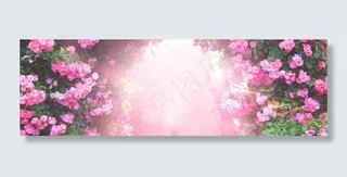 玫瑰花园 花朵背景