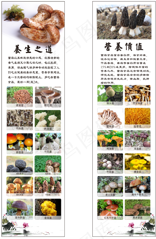 菌菇cdr矢量模版下载