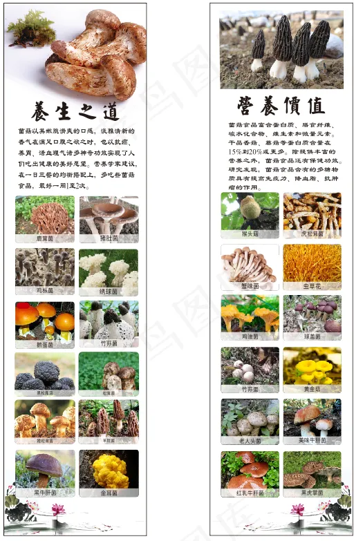 菌菇cdr矢量模版下载
