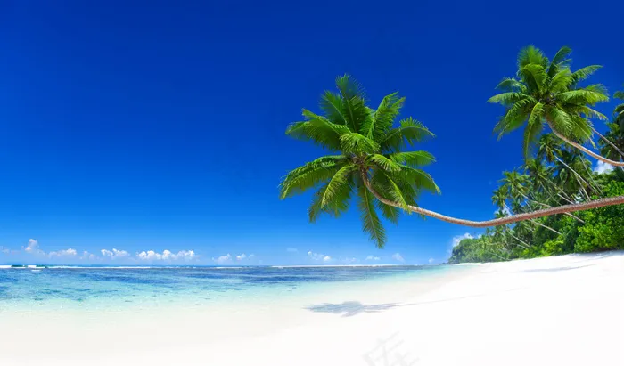 大海沙滩椰树图片