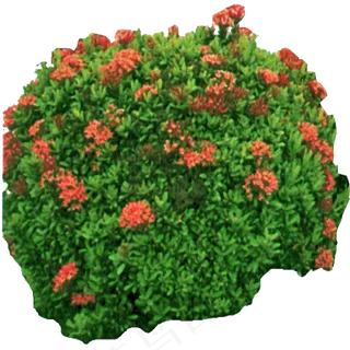 百款园林景观后期绿化PNG免扣素材