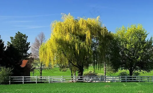 欧式楼房 白色栅栏 花园 大树图片