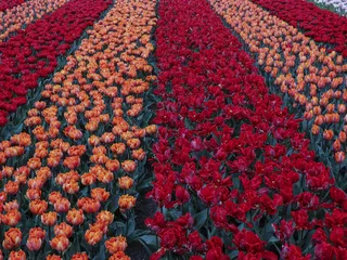 郁金香花田摄影